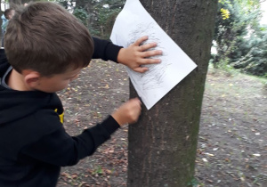 Chłopiec sprawdza chropowatość kory.