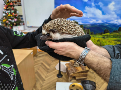 Warsztaty przyrodnicze pt. „Rok z życia jeża”