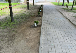 Tuje posadzone wzdłuż wejścia do szkoły.