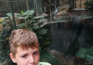 Chłopiec pozuje do zdjęcia z krokodylem.