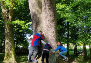 Chłopcy próbują objąć pień drzewa "Szymon"